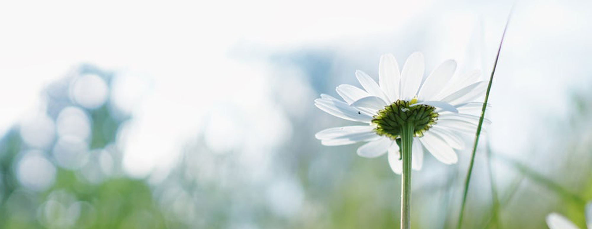 White Daisy Vortex Healing Group Healing